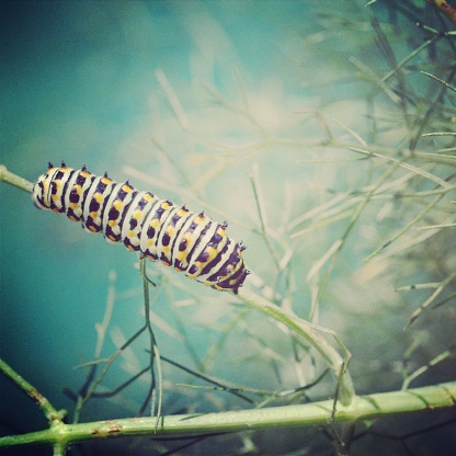 A close-up of a swallowtail caterpillar on a sprig of fennel.  Processed in Instagram.