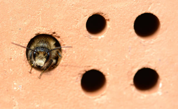 wild bee Osmia cornuta looking out of insect hotel. male.