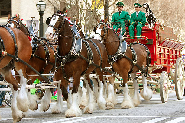 Atlanta, GA, USA - March 15, 2014:  The famous Budweiser Clydesdales strut down Peachtree Street in the St. Patrick's parade.