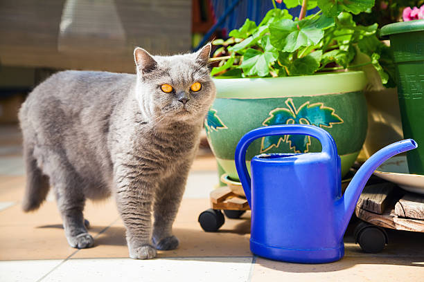 istock cat standing near the blue watering-pot 472232676