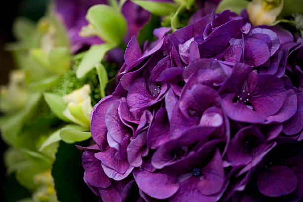 Fondo de flores - foto de stock