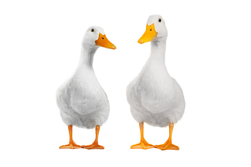 two ducks isolated on white, studio shot