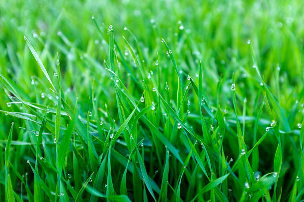 istock Winter crops covered with dew in the field 472233018