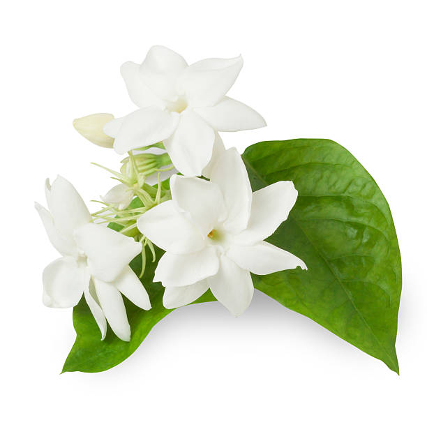 istock Jasmine flower isolated on white background 472233050