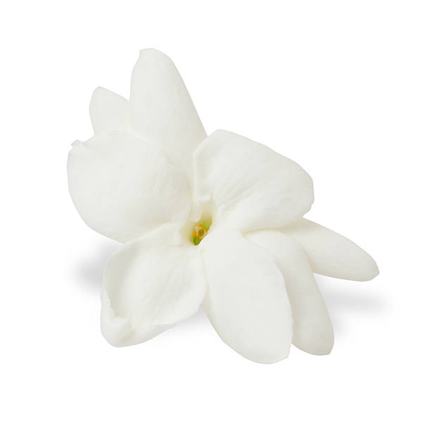 istock Jasmine flower isolated on white background 472233058