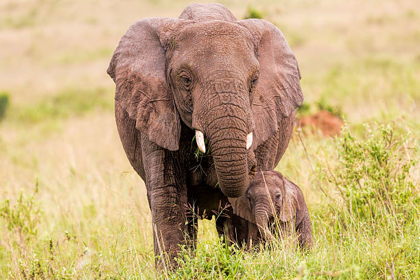 istock African Elephant and baby: Teaching Life 472233583