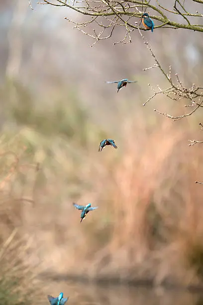 Photo of Kingfisher  (Alcedo atthis)