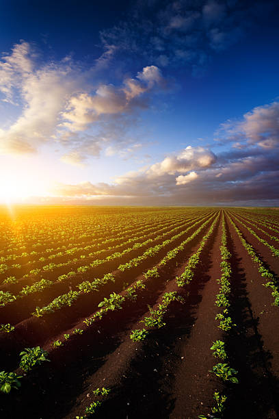 istock Plowed field. Beautiful agricultural landscape. 472234445