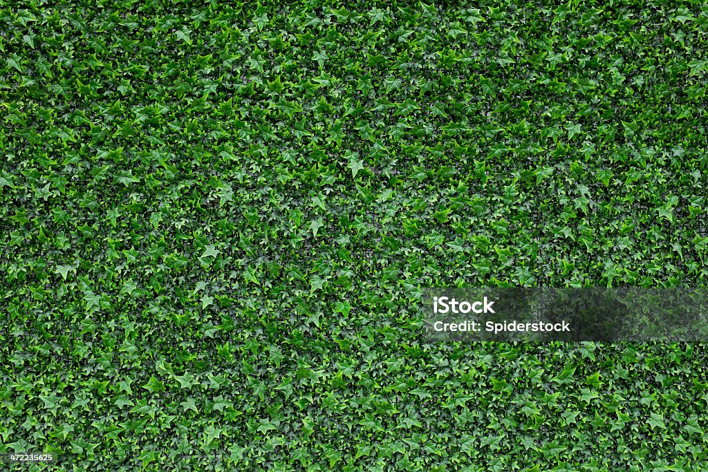 Ivy Hintergrund - Lizenzfrei Bedecken Stock-Foto