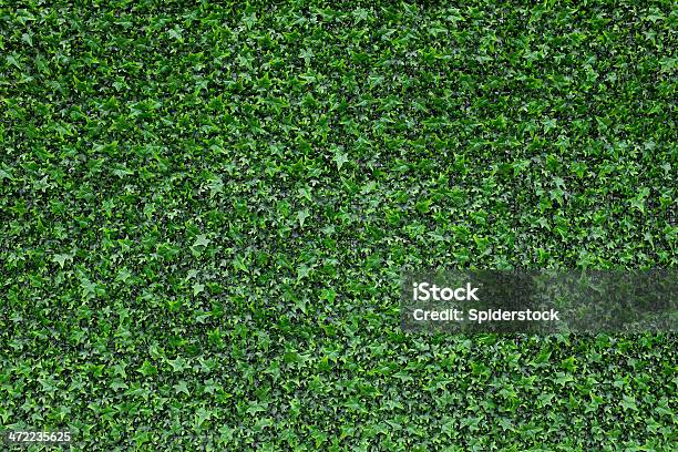 Ivy Hintergrund Stockfoto und mehr Bilder von Bedecken - Bedecken, Bildhintergrund, Blatt - Pflanzenbestandteile