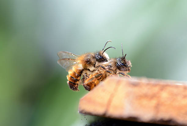 istock couple wild bee Osmia bicornis 472235783