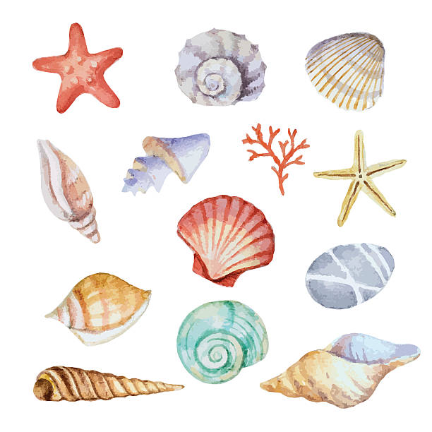 illustrations, cliparts, dessins animés et icônes de aquarelle ensemble de coquillages - vacations nature shell snail