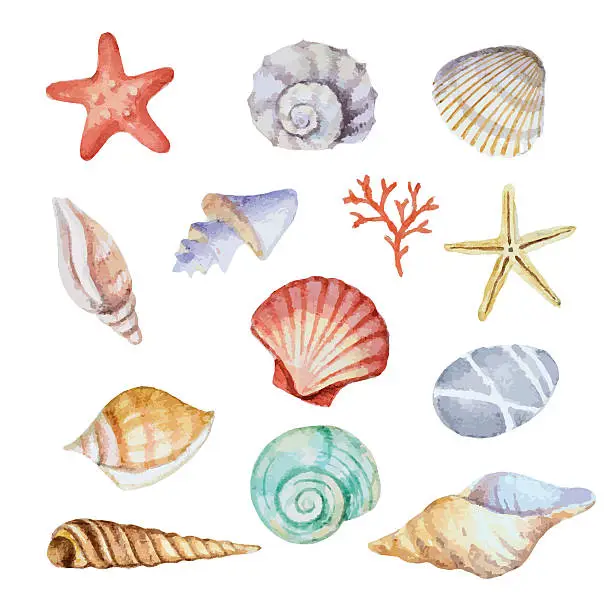 Vector illustration of Watercolor set of seashells