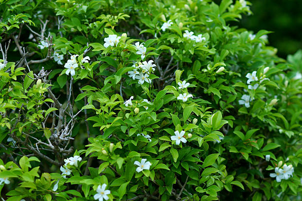 istock Andaman satinwood flower. 472236442