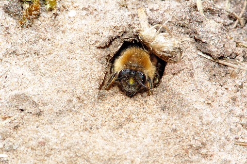 nesting Andrena bee ( Andrenidae) on sand ground. german: Sandbiene.