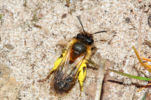 Andrena bee ( Andrenidae) on sand ground. german: Sandbiene.