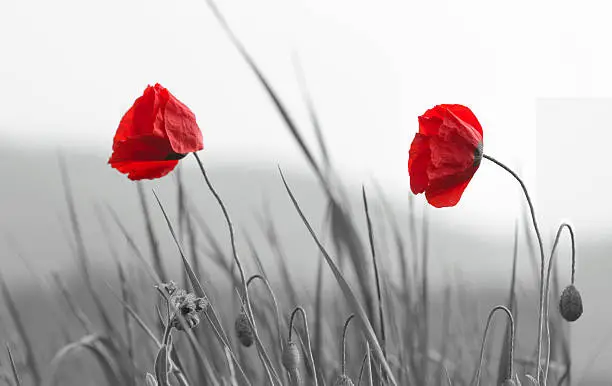 Field of beautiful red poppies isolated on a black and white with shadow
