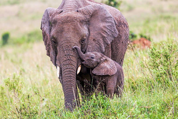 istock African Elephant and baby: Love 472238023