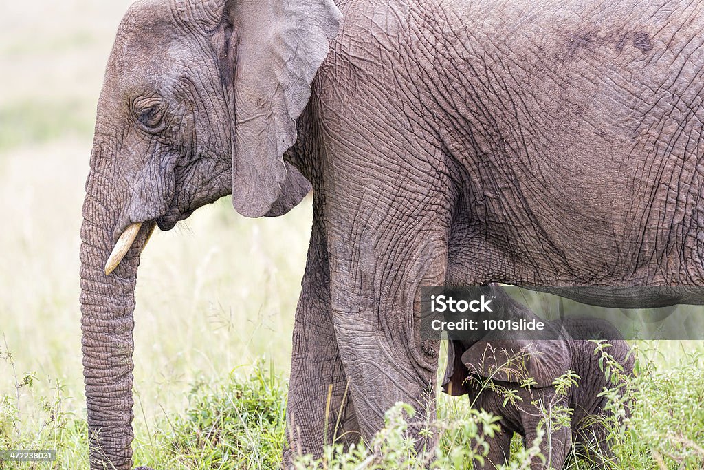 Elefante africano e criança: Mamar - Royalty-free Alimentar Foto de stock