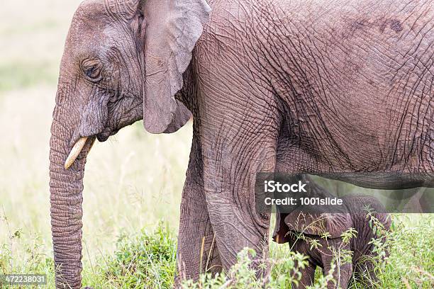 Elefante Africano E Criança Mamar - Fotografias de stock e mais imagens de Alimentar - Alimentar, Animal, Animal de Safari