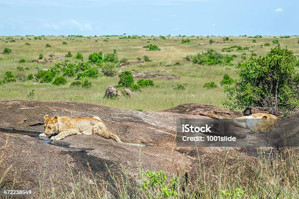 若いライオンでワイルドに眠っている母なる - うろつくのストックフォトや画像を多数ご用意 - うろつく, アカシアの木, ケニア