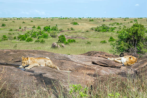 istock Young Lion at wild with sleeping mother - drinking 472238549