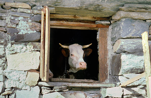 istock Cow at the window in a stone hut 472238589