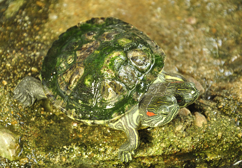 A two headed terrapin, shot at the Siam house of bizarre creatures, at Wat Taling Temple, Bangkok. 