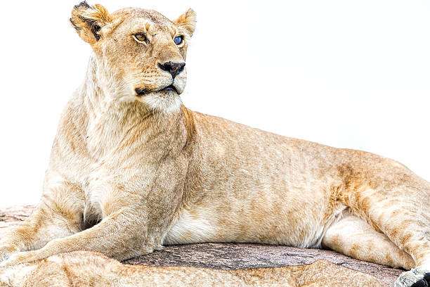 istock Warrior Silver Eye Lioness: sphinx - healthy side 472239507