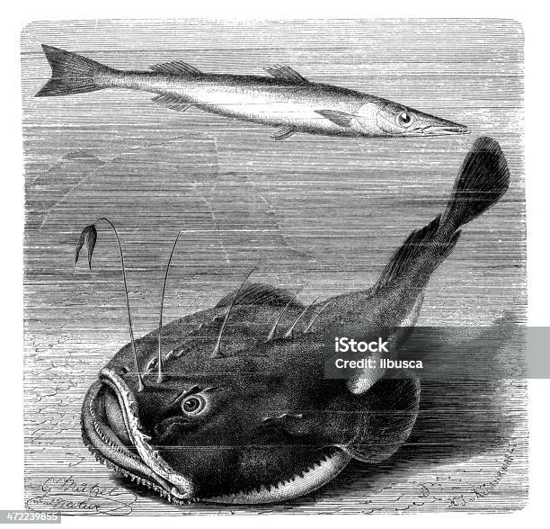 Antique Illustration Of Sphyraena Sphyraena And Angler Stock Illustration - Download Image Now