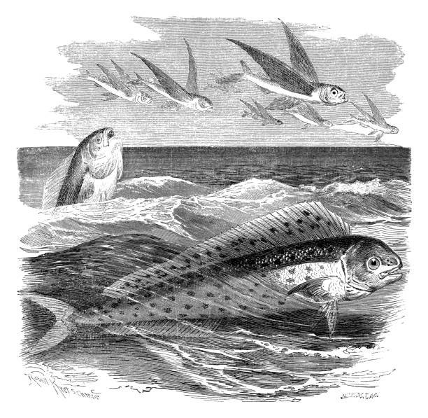antikes illustration mahi-mahi-fisch oder gemeinsame dolphinfish (coryphaena hippurus) - coryphaena stock-grafiken, -clipart, -cartoons und -symbole