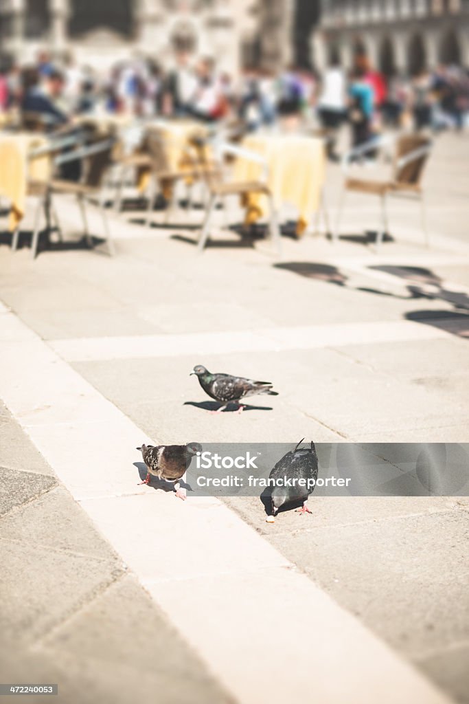 ハトに聖マルコ広場のベニス - イタリアのロイヤリティフリーストックフォト