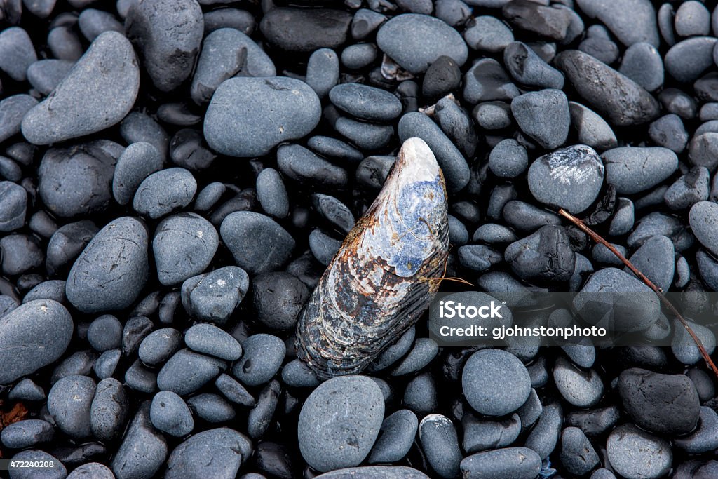 Sea shell on rocks. A mussell shell sits on a rocky beach near Newport, Oregon. 2015 Stock Photo