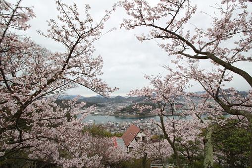 Looking down to Onomichi Harbour from a peak. Full of beautiful sakura (cherry blossom) trees in Onomichi, Japan in spring.