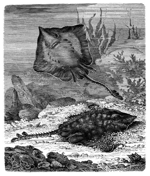 Antique illustration of thornback ray (Raja clavata) Antique illustration of thornback ray (Raja clavata) raja stock illustrations