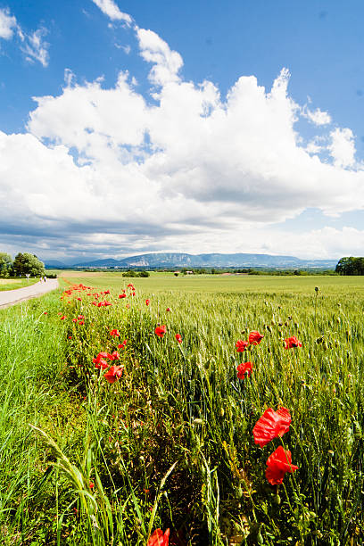 istock Divonne countryside, France. 472241023