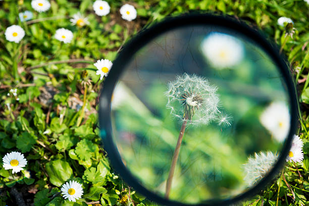 istock Close up of magnifier and dandelion 472241859