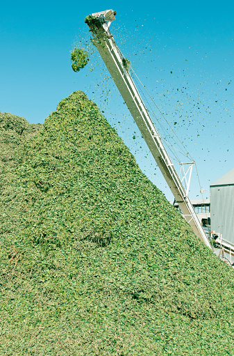 Conveyor belt dumping leaves and stems of recently harvested hop plants at hops' processing plant in Yakima Valley WA