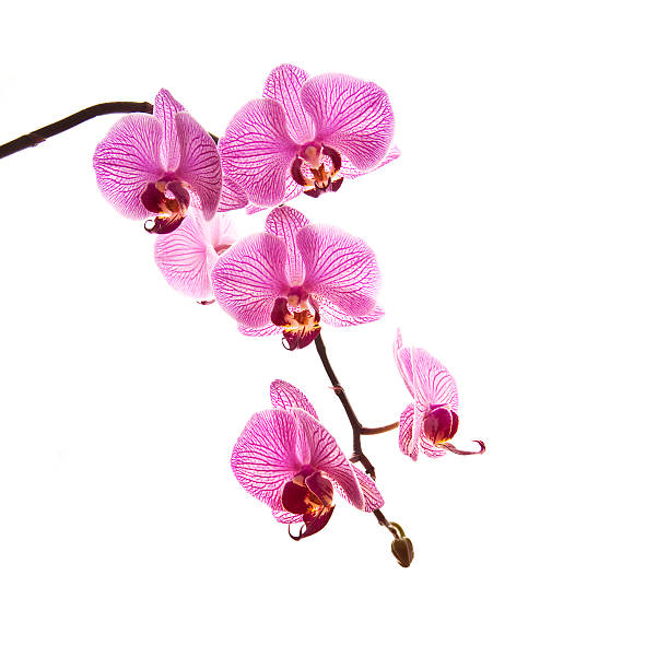 istock Pink phalaenosis orchid stem isolated on white background 472242622