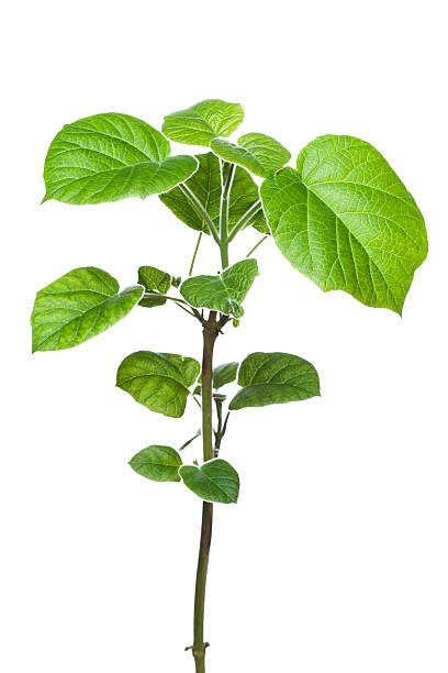 istock Seedling of Paulownia tomentosa tree 472242978