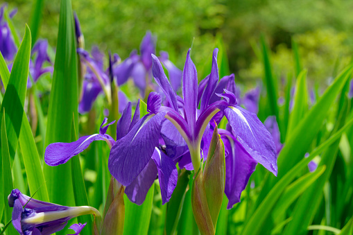 Beautiful Japanese iris in early summer 