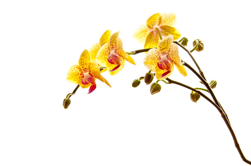 Yellow phalaenosis orchid stem isolated on white background