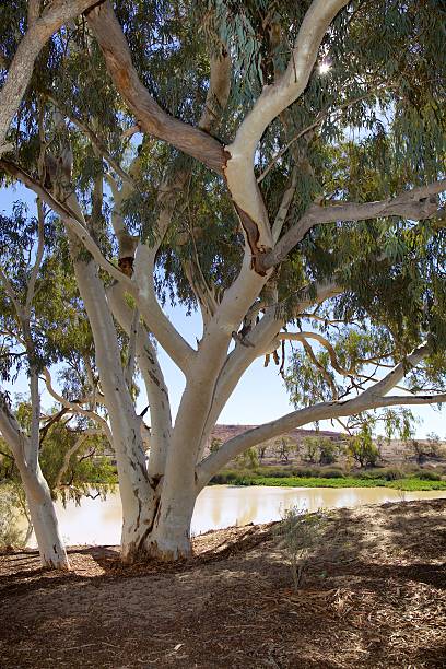 River Red Gums beside Cooper Creek stock photo