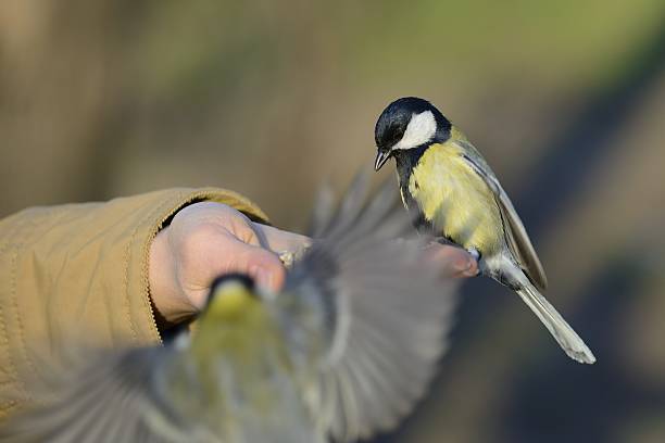 istock Two great tit birds going to eat seeds from hand 472250394