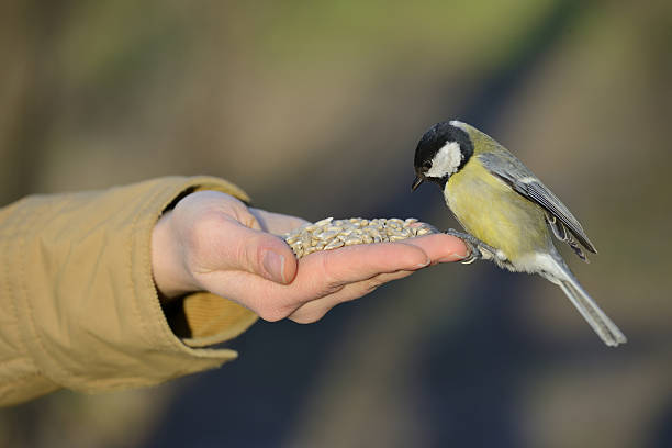 Great tit bird standing on human hand and feeding