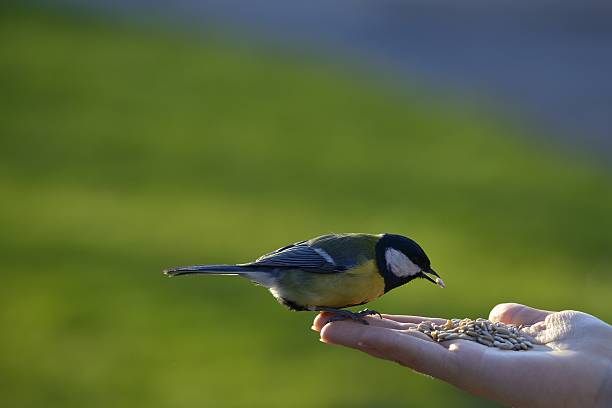 istock Great tit bird standing on human hand and feeding 472250404