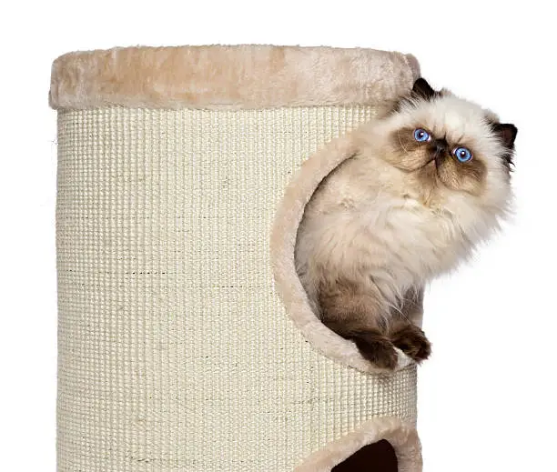 Photo of Cute persian colourpoint kitten looking out from a cat tower