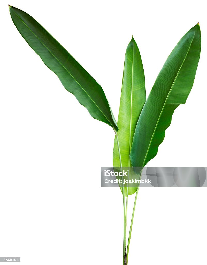 Planta Tropical aislado en blanco con trazado de recorte - Foto de stock de Hoja libre de derechos