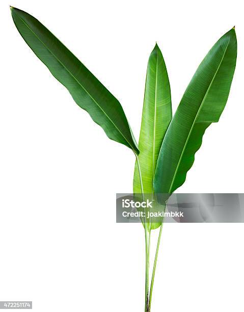 Planta Tropical Aislado En Blanco Con Trazado De Recorte Foto de stock y más banco de imágenes de Hoja