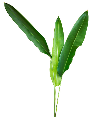 Tropical plant with three (3) leaves, isolated on a white background. The file includes also a clipping path to easily make a selection and use the tropical tree as a design element .